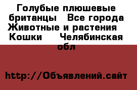 Голубые плюшевые британцы - Все города Животные и растения » Кошки   . Челябинская обл.